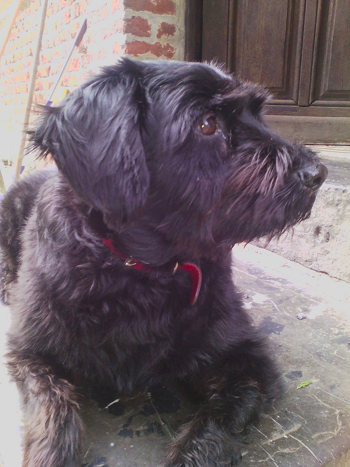 Blacky a rejoint le concours — aidez-le/la à gagner de superbes lots ! affenpinscher, bolonka, canidae, cao_da_serra_de_aires, carnivore, companion_dog, dog, dog_breed, giant_schnauzer, mammal, miniature_schnauzer, rare_breed_dog, schnauzer, schnoodle, snout, sporting_group, standard_schnauzer, terrier, tibetan_terrier, vertebrate