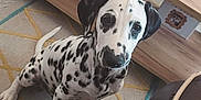 Rio a rejoint le concours — aidez-le/la à gagner de superbes lots ! animal, black_and_white, carpet, curious, cute, dalmatian, dog, domestic, floor, furniture, indoor, living_room, patterned_rug, pet, puppy, sitting, spotty, television, wooden_table, young_dog