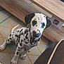 animal, black_and_white, carpet, curious, cute, dalmatian, dog, domestic, floor, furniture, indoor, living_room, patterned_rug, pet, puppy, sitting, spotty, television, wooden_table, young_dog