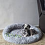 Rio participe au concours pour gagner de l'argent avec cette photo : animal, comfort, cute, dalmatian, dog, domestic_animal, floor, fur, home, indoor, leather_chair, lying_down, pet_bed, puppy, relaxing, rope_toy, spotted, toy, wall, young_dog