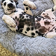 Rio a rejoint le concours — aidez-le/la à gagner de superbes lots ! animal, black_spots, cute, dalmatian, dog, floor, fluffy_bed, fur, indoor, lying_down, nose, paw, pet, playful, puppy, relaxed, resting, tile_floor, toy, white_fur