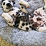 animal, black_spots, cute, dalmatian, dog, floor, fluffy_bed, fur, indoor, lying_down, nose, paw, pet, playful, puppy, relaxed, resting, tile_floor, toy, white_fur