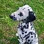 Rio participe au concours pour gagner de l'argent avec cette photo : animal, black, canine, cute, dalmatian, dog, fur, grass, greenery, nature, outdoor, pet, playful, puppy, side_view, sitting, spots, summer, white, young