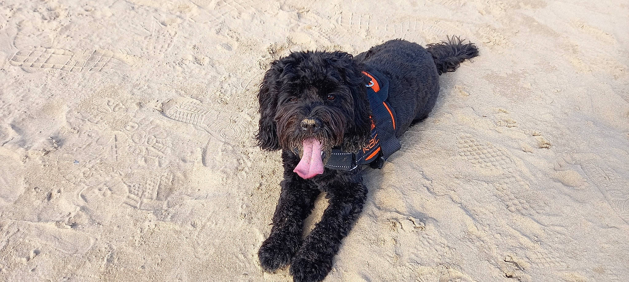 Quincy joined the competition — help win amazing prizes! beach, canidae, carnivore, companion_dog, dog, dog_breed, fur, labradoodle, non_sporting_group, poodle_crossbreed, small_terrier, snout, soil, sporting_group, terrestrial_animal, terrier, toy_dog, water_dog, working_animal, working_dog