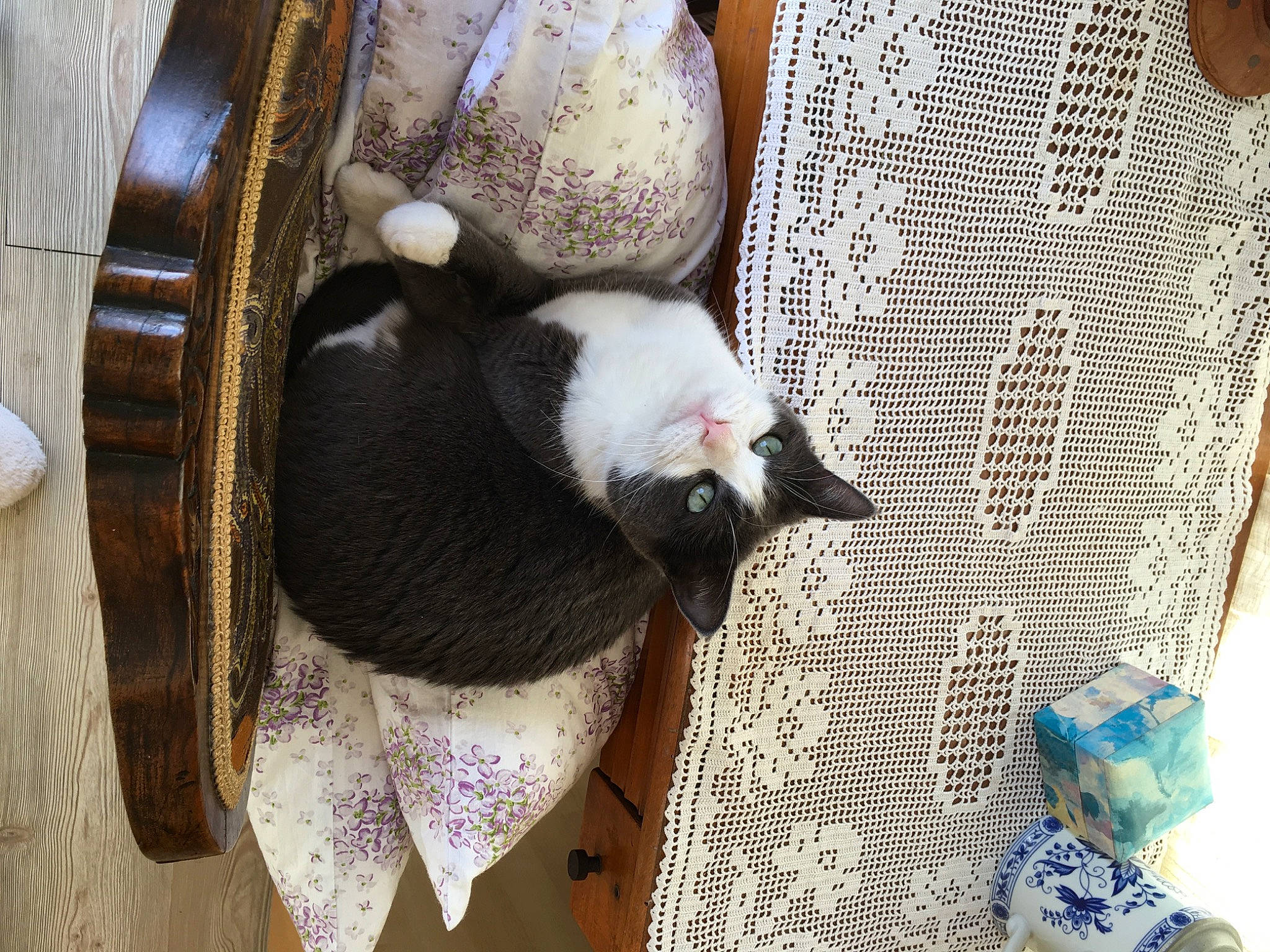 Manti is registered to the contest to win money with this photo: animal_feed, animal_shelter, cage, carnivore, cat, cat_supply, comfort, dog_breed, domestic_short_haired_cat, fawn, felidae, fur, mammal, mesh, pet_supply, small_to_medium_sized_cats, tail, vertebrate, whiskers, wood