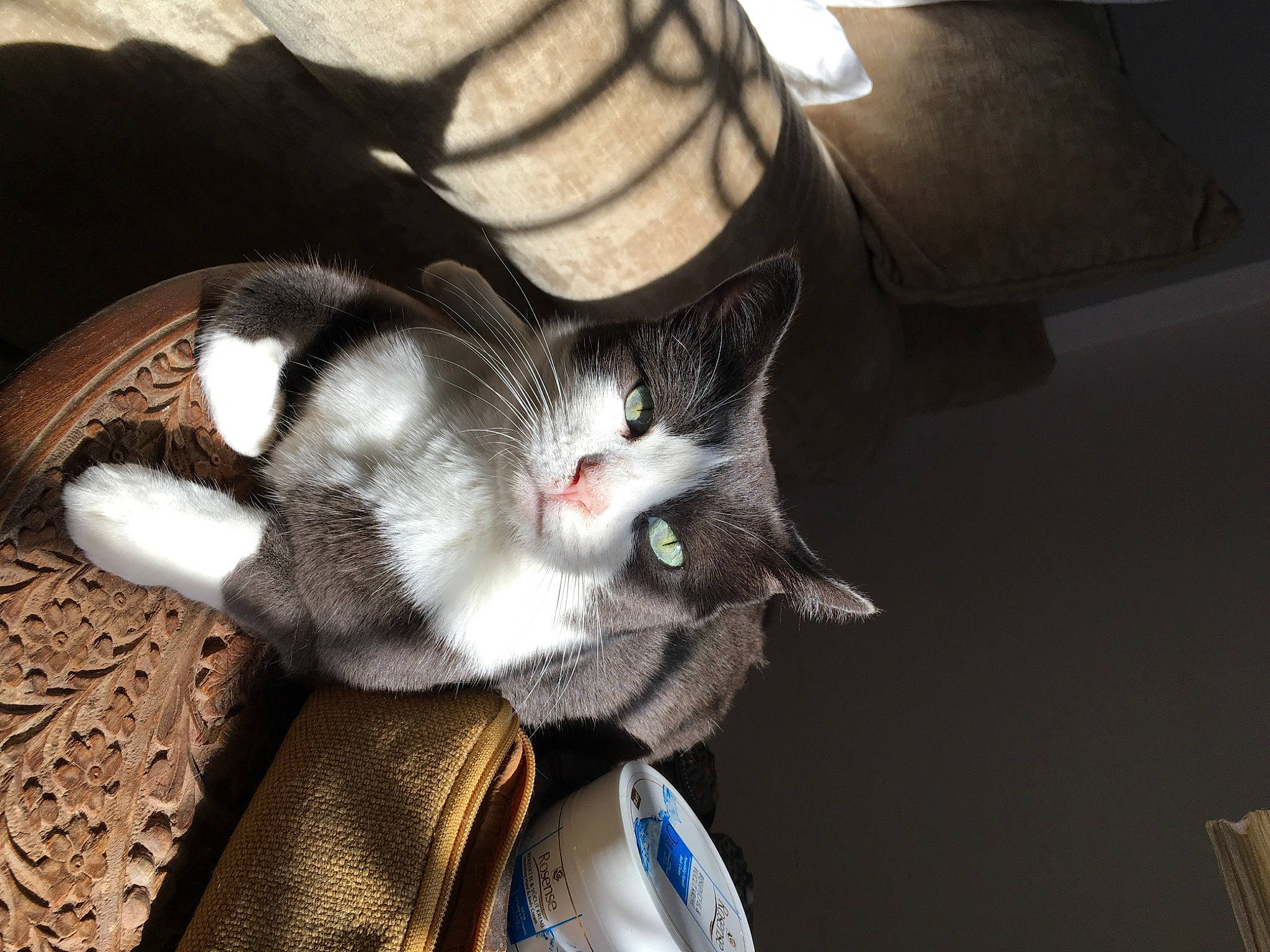 Manti is registered to the contest to win money with this photo: audio_equipment, carnivore, cat, claw, comfort, domestic_short_haired_cat, ear, felidae, foot, fur, grey, human_leg, lap, paw, photo_caption, small_to_medium_sized_cats, snout, tail, whiskers