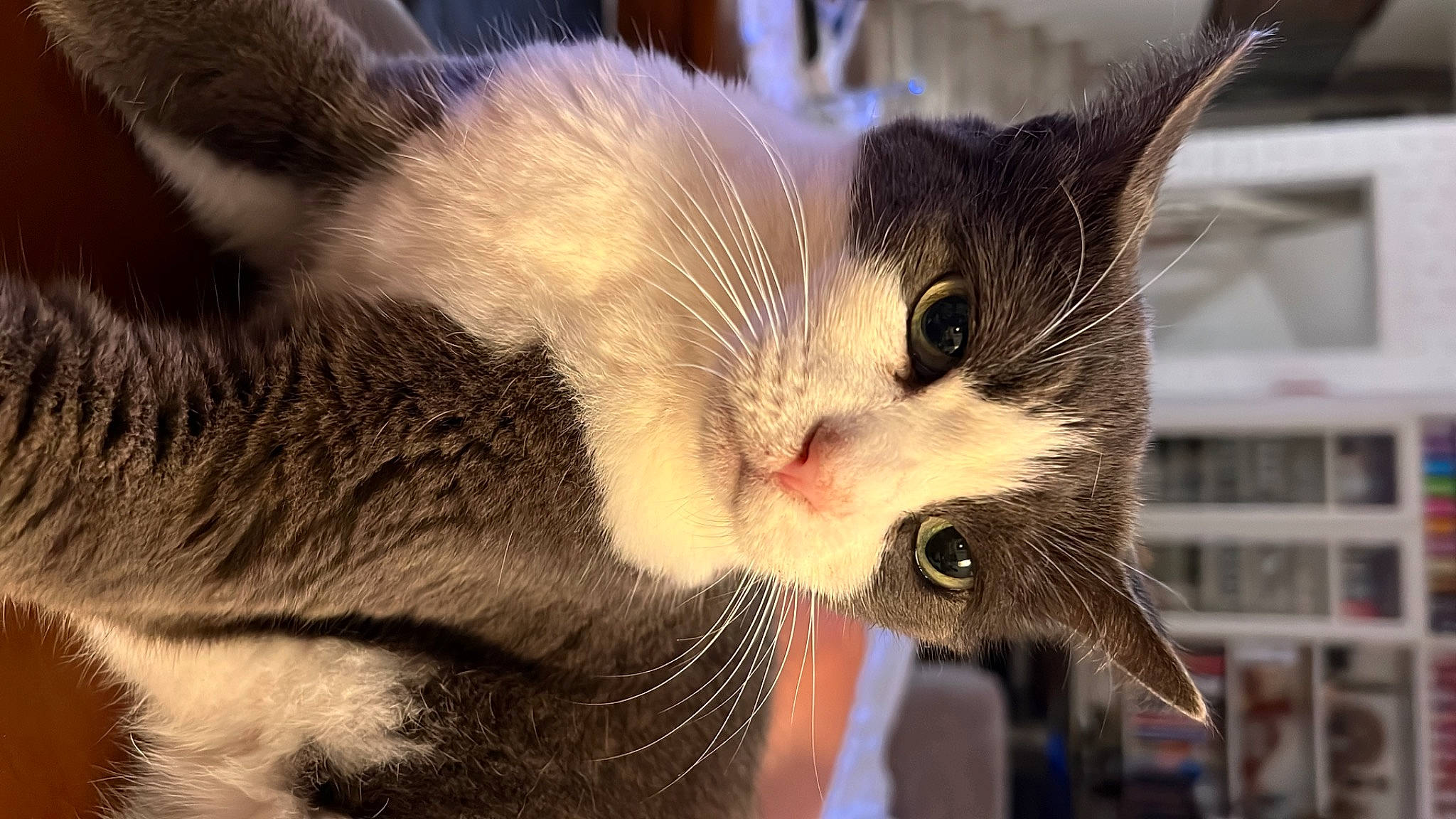 Manti joined the competition — help win amazing prizes! beard, carnivore, cat, claw, collar, domestic_short_haired_cat, ear, eyelash, fang, felidae, fur, moustache, nose, paw, small_to_medium_sized_cats, snout, tail, whiskers