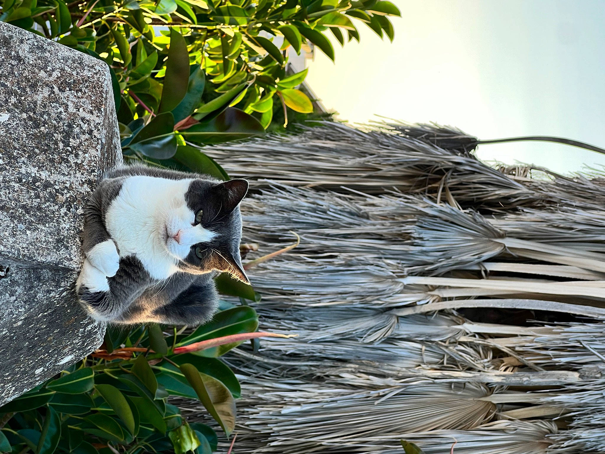 Manti joined the competition — help win amazing prizes! branch, carnivore, cat, domestic_short_haired_cat, felidae, fur, grass, landscape, plant, plant_stem, sky, small_to_medium_sized_cats, tail, tree, twig, water, whiskers, wood