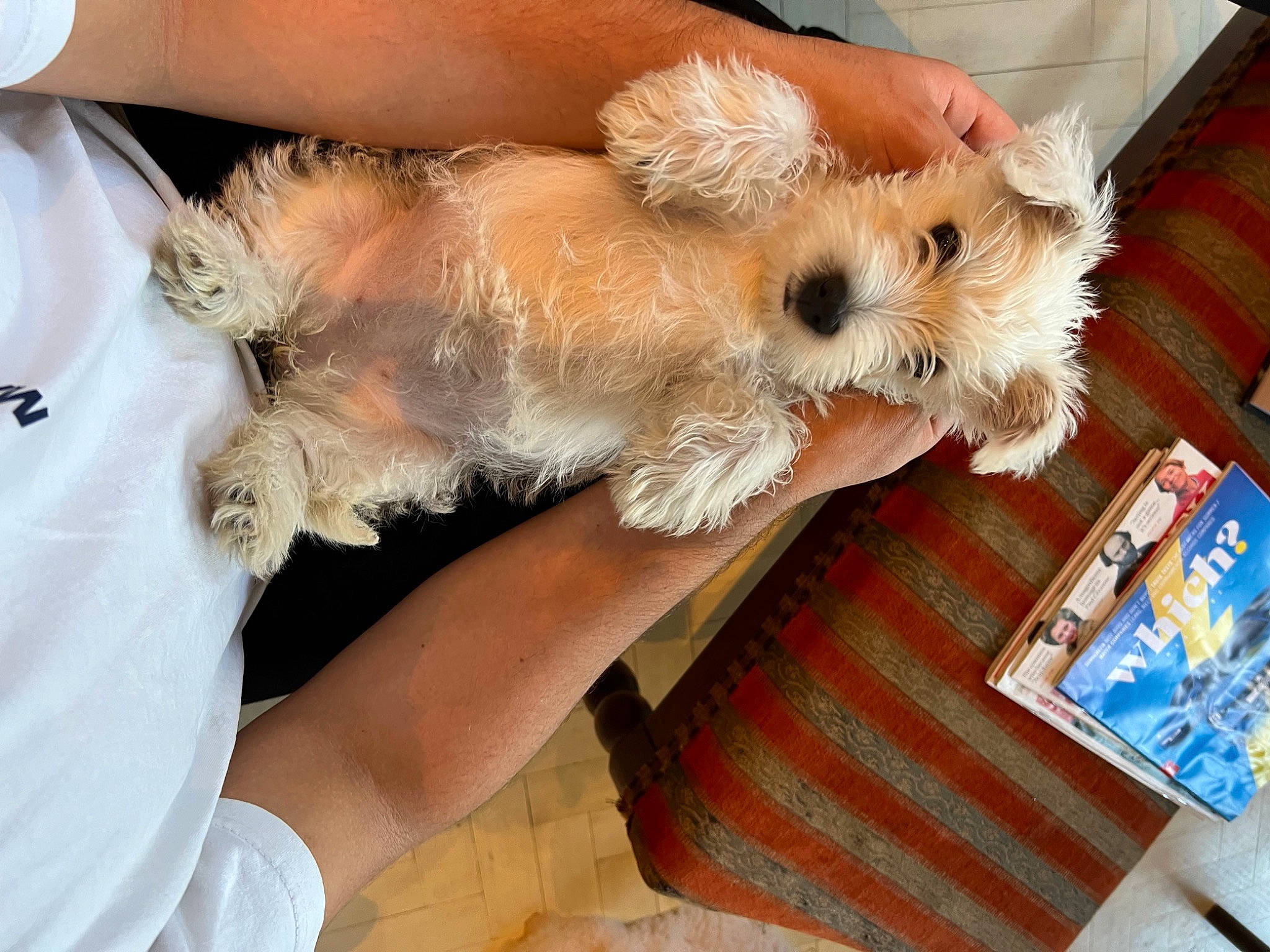 Willa joined the competition — help win amazing prizes! canidae, carnivore, companion_dog, dog, dog_breed, fawn, flooring, foot, fur, paw, pomeranian, small_terrier, snout, sporting_group, tail, terrier, toy_dog, watch, whiskers, wood