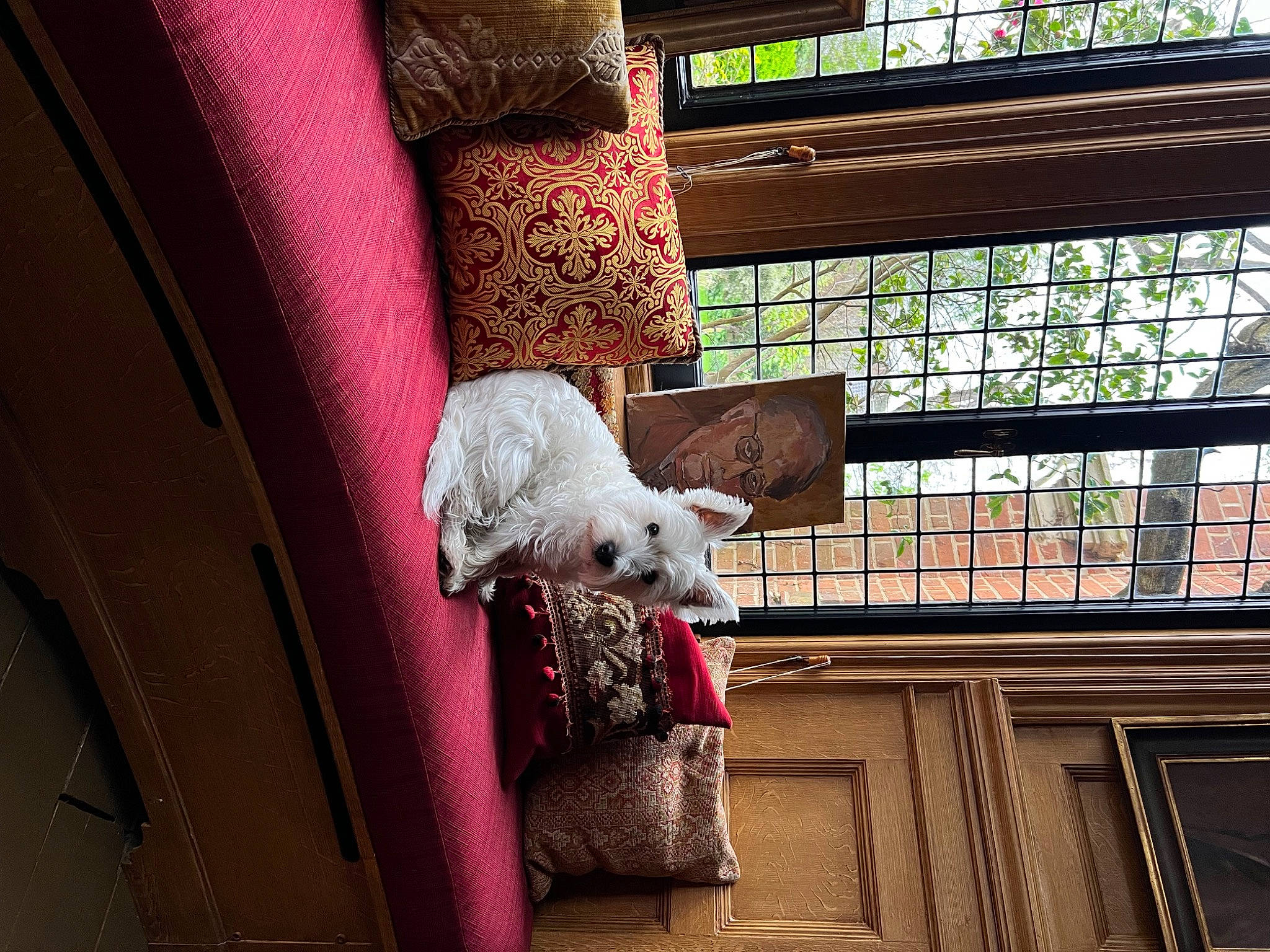 Willa is registered to the contest to win money with this photo: architecture, automotive_lighting, building, carnivore, comfort, companion_dog, couch, dog, door, flooring, house, interior_design, magenta, pattern, purple, tints_and_shades, vehicle_door, wall, window, wood