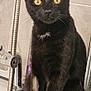 Luna is registered to the contest to win money with this photo: black_cat, cat, pet, animal, yellow_eyes, fur, whiskers, bathroom, shower_hose, tile_wall, curious, sitting, domestic_cat, feline, indoor, cute, young_cat, portrait, fur_pattern, closeup