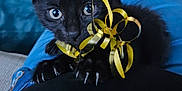 Luna is registered to the contest to win money with this photo: black_kitten, cat, kitten, pet, animal, playful, ribbon, golden_ribbon, claws, blue_jeans, lap, indoor, close_up, fur, curious, cute, young_cat, domestic_cat, whiskers, claws_out
