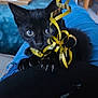 black_kitten, cat, kitten, pet, animal, playful, ribbon, golden_ribbon, claws, blue_jeans, lap, indoor, close_up, fur, curious, cute, young_cat, domestic_cat, whiskers, claws_out