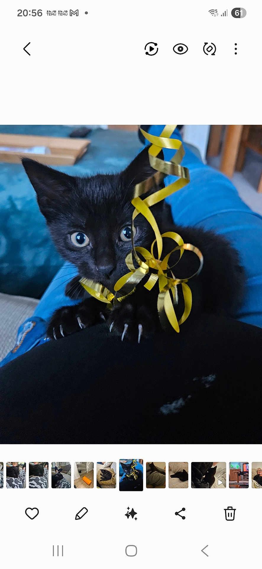 Luna is registered to the contest to win money with this photo: black_kitten, cat, kitten, pet, animal, playful, ribbon, golden_ribbon, claws, blue_jeans, lap, indoor, close_up, fur, curious, cute, young_cat, domestic_cat, whiskers, claws_out