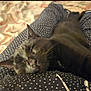 Luna joined the competition — help win amazing prizes! black_cat, sleeping_cat, cat, pet, animal, polka_dot, pants, fabric, lap, cozy, resting, whiskers, feline, indoor, close_up, soft_light, relaxation, comfort, domestic_animal, cute