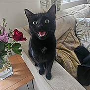 Luna is registered to the contest to win money with this photo: cat, black_cat, surprised, wide_eyes, open_mouth, couch, beige_couch, cushions, table, wooden_table, flowers, vase, indoor, pet, animal, feline, curious, houseplant, living_room, cute