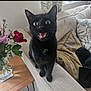 cat, black_cat, surprised, wide_eyes, open_mouth, couch, beige_couch, cushions, table, wooden_table, flowers, vase, indoor, pet, animal, feline, curious, houseplant, living_room, cute