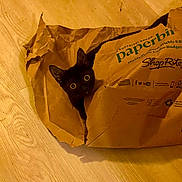Crackers is registered to the contest to win money with this photo: cat, black_cat, paper_bag, floor, wooden_floor, curious, pet, animal, indoor, crumpled_paper, wide_eyes, playful, cute, domestic_cat, feline, looking_up, ears, head, mischievous, peeking
