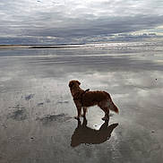 Uzu a rejoint le concours — aidez-le/la à gagner de superbes lots ! dog, golden_retriever, beach, water, reflection, cloudy_sky, sand, outdoor, nature, calm, wet_surface, animal, standing, landscape, sky, shoreline, peaceful, daytime, coast, horizon