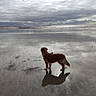 dog, golden_retriever, beach, water, reflection, cloudy_sky, sand, outdoor, nature, calm, wet_surface, animal, standing, landscape, sky, shoreline, peaceful, daytime, coast, horizon