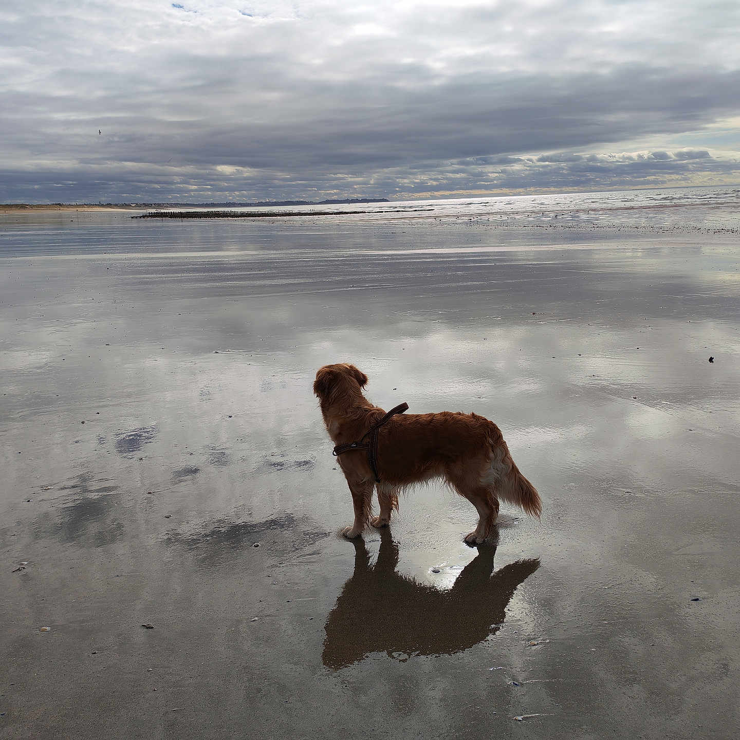 Uzu a rejoint le concours — aidez-le/la à gagner de superbes lots ! dog, golden_retriever, beach, water, reflection, cloudy_sky, sand, outdoor, nature, calm, wet_surface, animal, standing, landscape, sky, shoreline, peaceful, daytime, coast, horizon