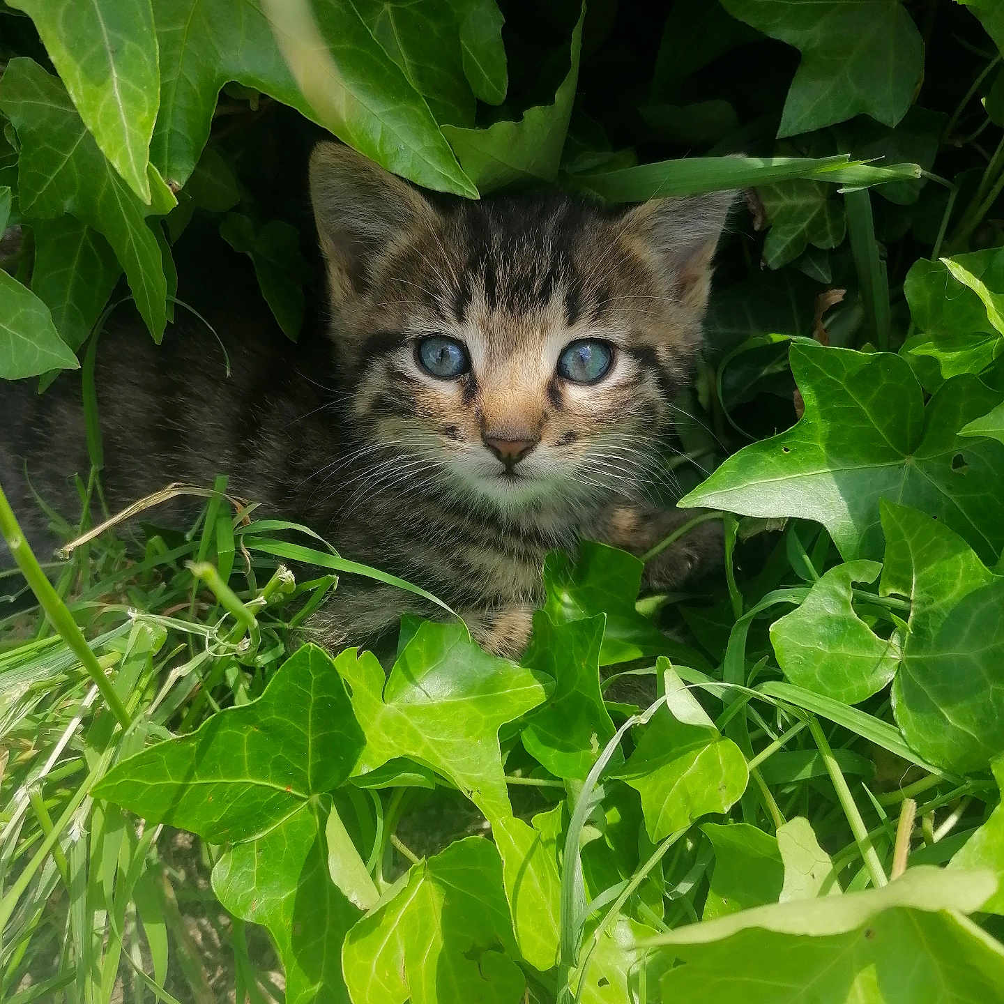Maya participe au concours pour gagner de l'argent avec cette photo : animal, cat, curious, cute, eyes, fur, grass, greenery, ivy, kitten, leaf, mammal, nature, outdoor, pets, plant, small, sunlight, whiskers, young