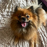 Lady participe au concours pour gagner de l'argent avec cette photo : dog, small_dog, fluffy, brown_fur, happy, smiling, open_mouth, tongue, bed, blanket, bedding, bedroom, portrait, close_up, indoors, pet, animal, sitting, playful, photography
