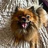 dog, small_dog, fluffy, brown_fur, happy, smiling, open_mouth, tongue, bed, blanket, bedding, bedroom, portrait, close_up, indoors, pet, animal, sitting, playful, photography