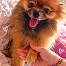 dog, pomeranian, small_dog, fluffy, orange_fur, long_hair, happy, smiling, tongue_out, pet, animal, portrait, close_up, indoors, bed, blanket, pink_background, heart_decoration, hand, paw
