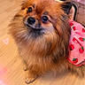 dog, pomeranian, fluffy, small_dog, brown_fur, portrait, close_up, cute, pet, animal, long_hair, pointed_ears, dark_eyes, black_nose, strawberry_clothing, pink, hearts, indoor, wooden_floor, adorable