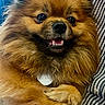 Lady participe au concours pour gagner de l'argent avec cette photo : dog, small_dog, fluffy, brown_fur, long_hair, portrait, close_up, smiling, open_mouth, teeth, black_nose, shiny_eyes, crossed_paws, being_held, person, striped_shirt, hand, indoor, blue_background, pet