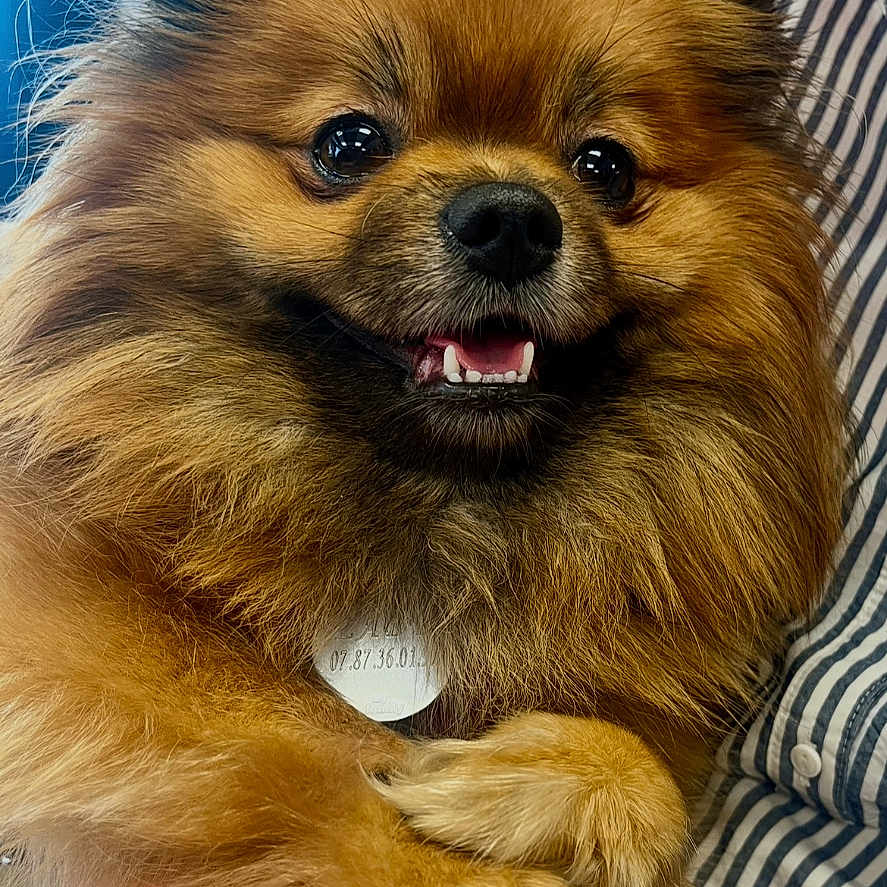 Lady participe au concours pour gagner de l'argent avec cette photo : dog, small_dog, fluffy, brown_fur, long_hair, portrait, close_up, smiling, open_mouth, teeth, black_nose, shiny_eyes, crossed_paws, being_held, person, striped_shirt, hand, indoor, blue_background, pet