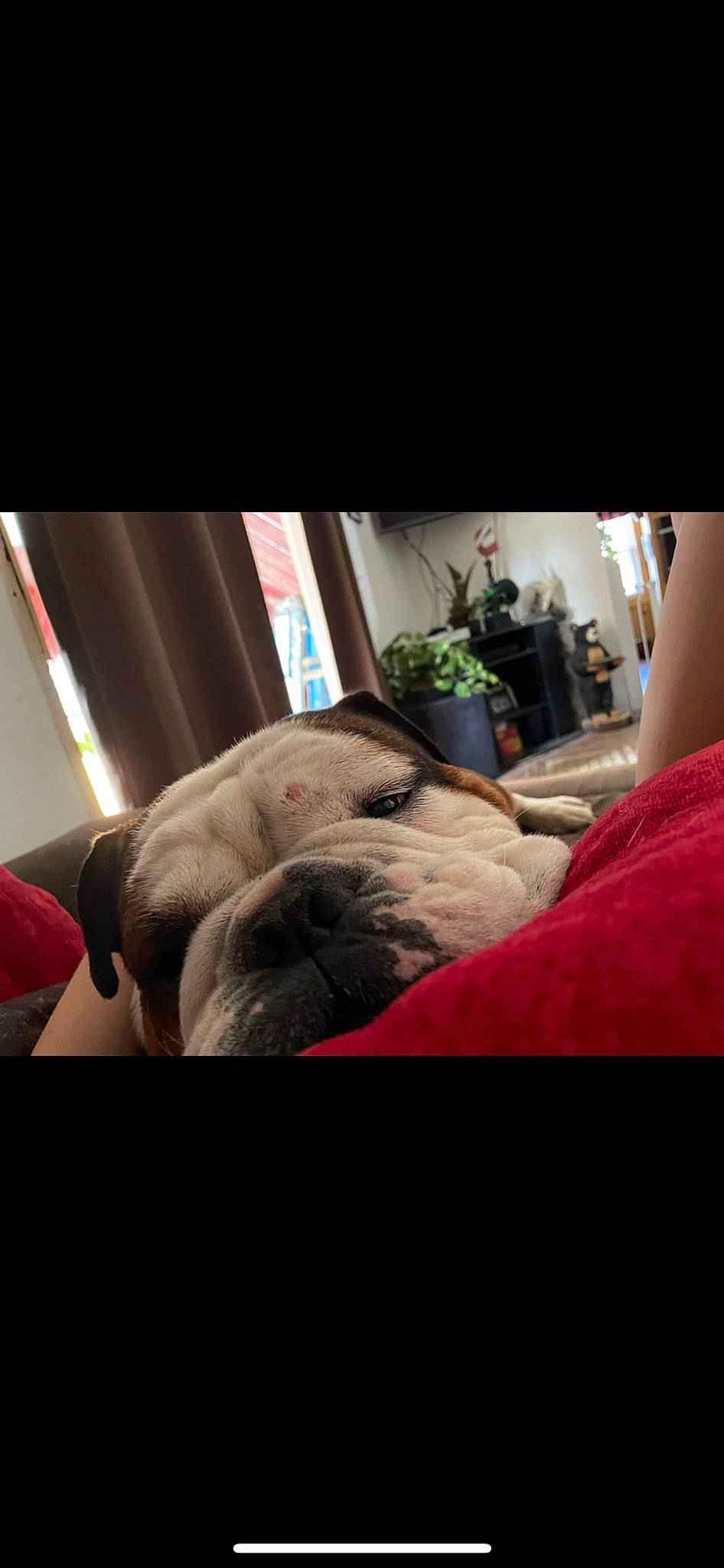 Chubbs joined the competition — help win amazing prizes! car_seat, carnivore, comfort, companion_dog, dog, dog_breed, eyewear, family_car, fawn, fur, linens, photo_caption, room, selfie, sitting, stuffed_toy, toy, toy_dog, vehicle_door, whiskers