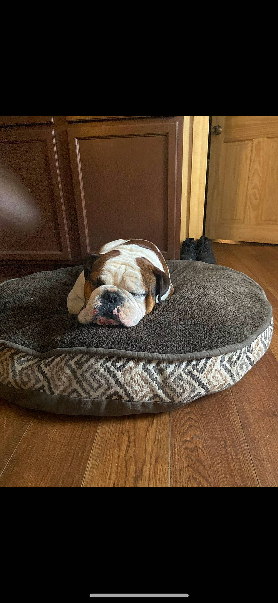Chubbs joined the competition — help win amazing prizes! bored, bulldog, canidae, carnivore, comfort, companion_dog, dog, dog_bed, dog_breed, dog_supply, door, fawn, floor, flooring, hardwood, laminate_flooring, pet_supply, snout, sporting_group, wood