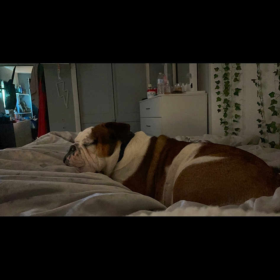 Chubbs is registered to the contest to win money with this photo: automotive_design, bedding, bedroom, carnivore, comfort, companion_dog, couch, dog, dog_breed, fawn, floor, flooring, fur, grey, linens, snout, sporting_group, textile, tints_and_shades, wood