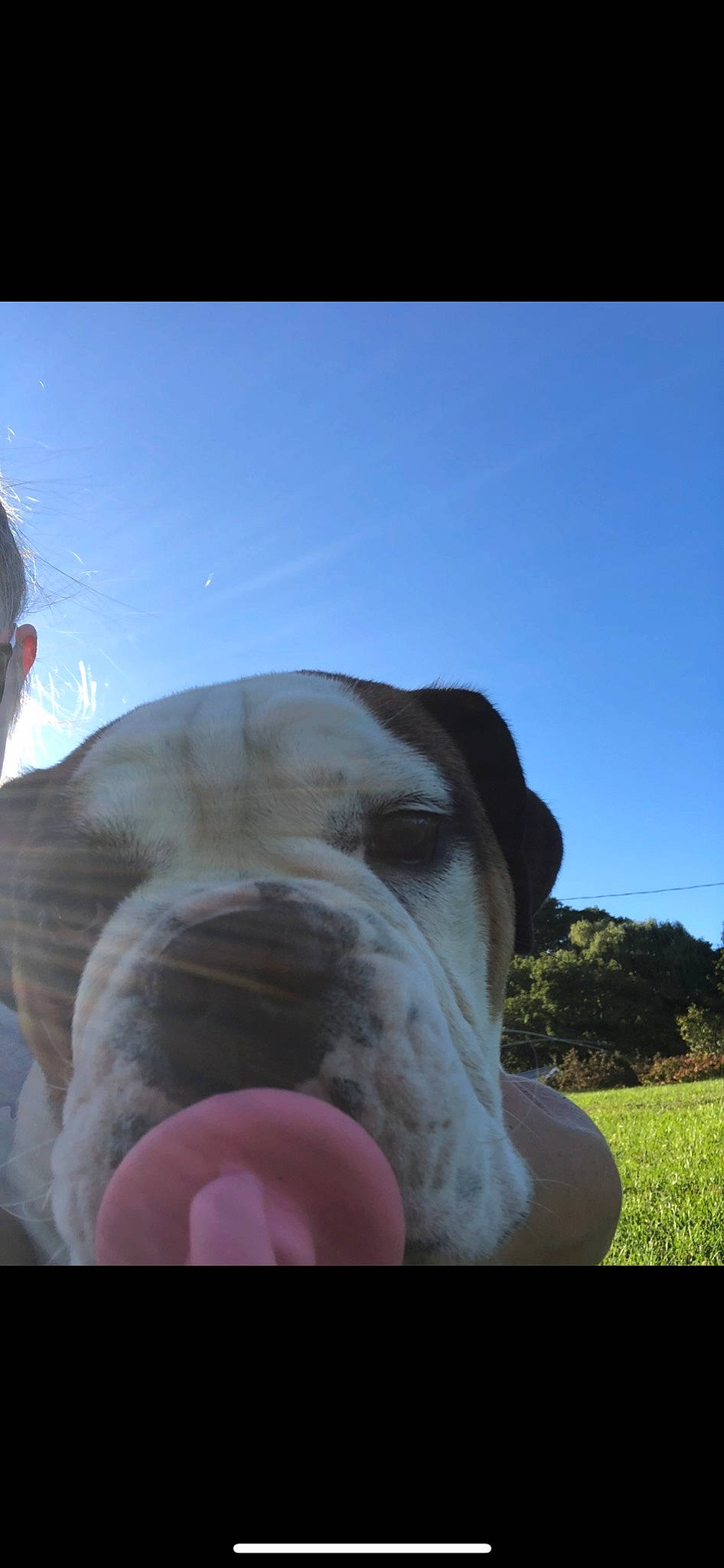 Chubbs joined the competition — help win amazing prizes! art, carnivore, cloud, companion_dog, dog, dog_breed, fawn, grass, landscape, non_sporting_group, plant, rock, sculpture, sky, sporting_group, tree, working_animal, wrinkle