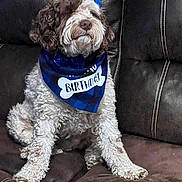 Patches joined the competition — help win amazing prizes! dog, birthday, hat, bandana, curly_fur, brown, white, couch, indoor, pet, celebration, number_two, plush, seated, animal, fur, cute, party, portrait, domestic_animal
