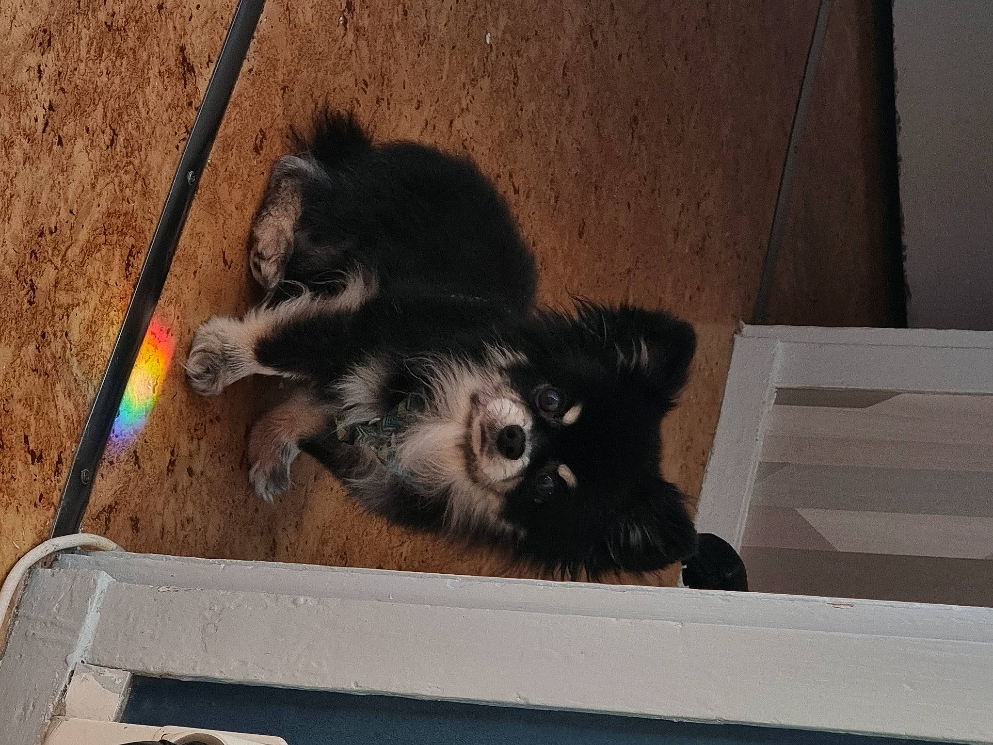 Paco participe au concours pour gagner de l'argent avec cette photo : canidae, carnivore, cat_toy, claw, dog_breed, domestic_short_haired_cat, felidae, fur, mammal, paw, procyonidae, skunk, small_to_medium_sized_cats, snout, sporting_group, striped_skunk, tail, terrestrial_animal, vertebrate, whiskers