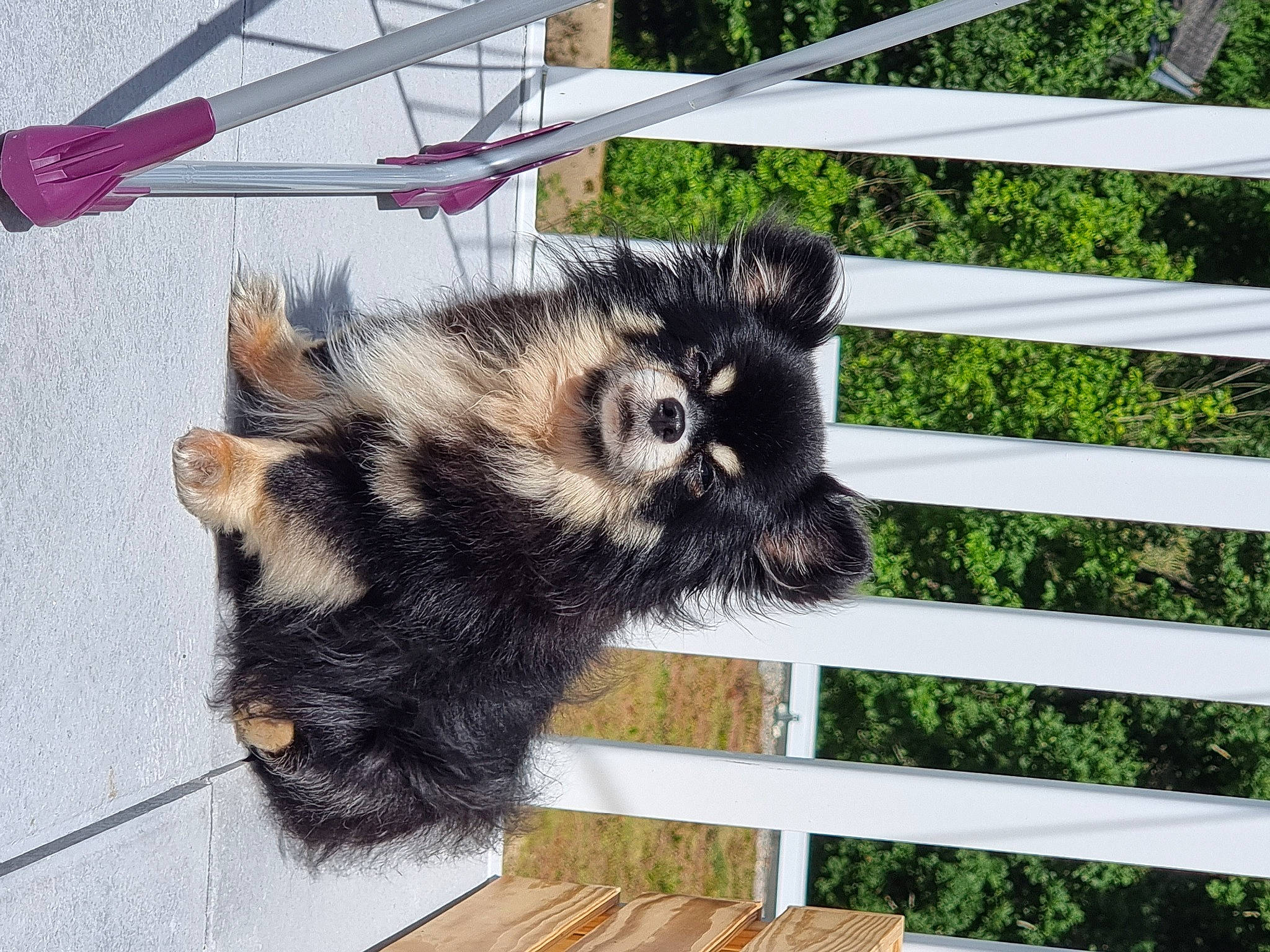 Paco participe au concours pour gagner de l'argent avec cette photo : canidae, carnivore, companion_dog, dog_breed, fence, fur, home_fencing, natural_material, plant, skunk, snout, sporting_group, striped_skunk, tail, terrestrial_animal, wheel, wildlife, wood, working_animal, zoo