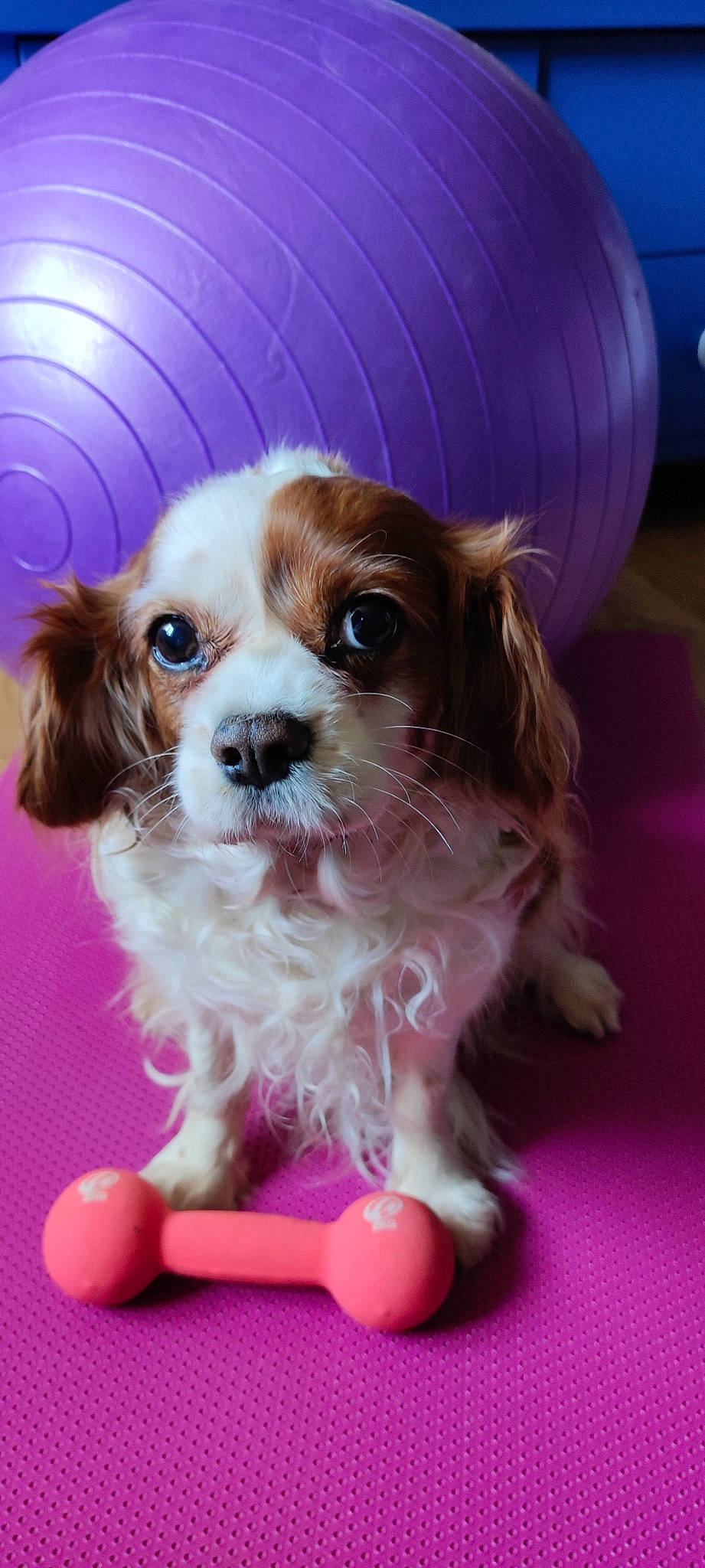 Ginger a rejoint le concours — aidez-le/la à gagner de superbes lots ! canidae, carnivore, cavalier_king_charles_spaniel, companion_dog, dog, dog_breed, dog_supply, fawn, fur, king_charles_spaniel, liver, maltepoo, non_sporting_group, pink, puppy, snout, spaniel, sporting_group, toy_dog, working_animal