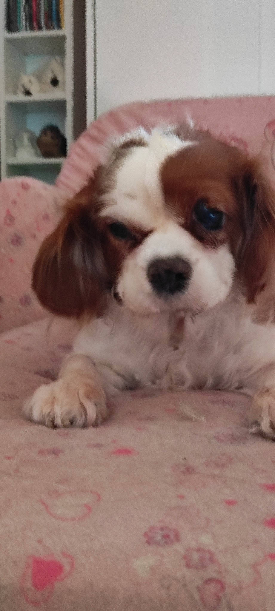 Ginger a rejoint le concours — aidez-le/la à gagner de superbes lots ! bored, canidae, carnivore, cavalier_king_charles_spaniel, companion_dog, dog, dog_breed, door, fawn, fur, king_charles_spaniel, liver, puppy_love, snout, spaniel, sporting_group, terrestrial_animal, toy_dog, whiskers, wood