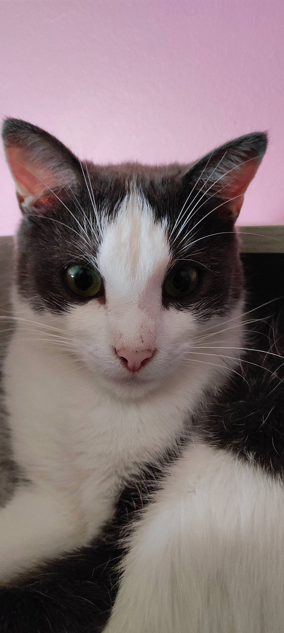 Owen a rejoint le concours — aidez-le/la à gagner de superbes lots ! carnivore, cat, domestic_short_haired_cat, eye, felidae, fur, mammal, monochrome_photography, small_to_medium_sized_cats, snout, vertebrate, whiskers, window