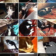 Precious joined the competition — help win amazing prizes! animal, bed, blanket, cat, close_up, couch, cozy, curious, feline, floor, fur, home, indoor, pet, pillow, playful, resting, sleeping, tuxedo_cat, whiskers