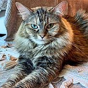 Nelly is registered to the contest to win money with this photo: animal, blanket, blue_eye, cat, cozy, cute, fluffy, fur, furniture, green_eye, heterochromia, indoor, laying_down, pet, portrait, relaxed, tabby, tassels, whiskers, wood_floor