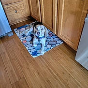 Angels Sapphire is registered to the contest to win money with this photo: dog, beagle, pet, mat, pebble_pattern, kitchen, wood_floor, cabinet, oak_cabinet, collar, tag, indoor, floor_mat, looking_up, paw, portrait, appliance, drawer, domestic, resting