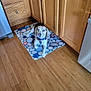 dog, beagle, pet, mat, pebble_pattern, kitchen, wood_floor, cabinet, oak_cabinet, collar, tag, indoor, floor_mat, looking_up, paw, portrait, appliance, drawer, domestic, resting