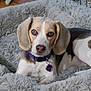 dog, beagle, pet, collar, tag, bed, blanket, fur, ears, eyes, pink_nose, face, gaze, indoor, cozy, resting, crate, plush, portrait, cute