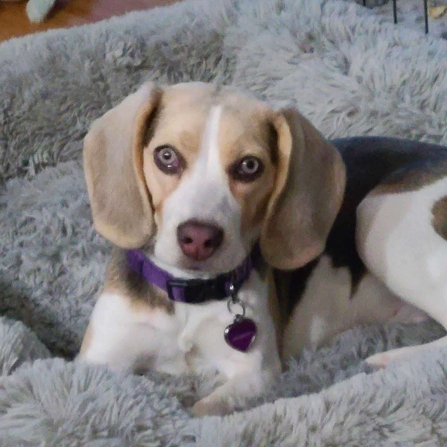 Angels Sapphire is registered to the contest to win money with this photo: beagle, bed, blanket, collar, cozy, crate, cute, dog, ears, eyes, face, fur, gaze, indoor, pet, pink_nose, plush, portrait, resting, tag