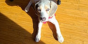 Angels Sapphire joined the competition — help win amazing prizes! dog, puppy, beagle, wooden_floor, sunlight, shadow, red_harness, indoor, pet, floorboards, curious, lying_down, looking_up, blue_eyes, paw, furniture, chair_leg, morning_light, shadow_pattern, home