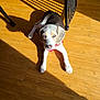 dog, puppy, beagle, wooden_floor, sunlight, shadow, red_harness, indoor, pet, floorboards, curious, lying_down, looking_up, blue_eyes, paw, furniture, chair_leg, morning_light, shadow_pattern, home